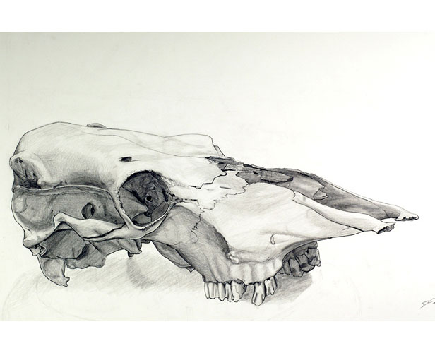 Cow Skull Study